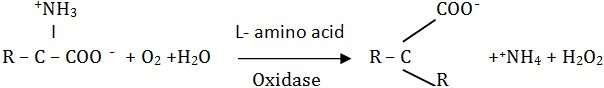 Stereochemical specificit